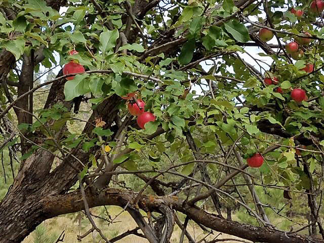 Heritage apple tree